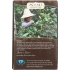 Organic Chocolate Puerh Tea - Pack of 16 Bags