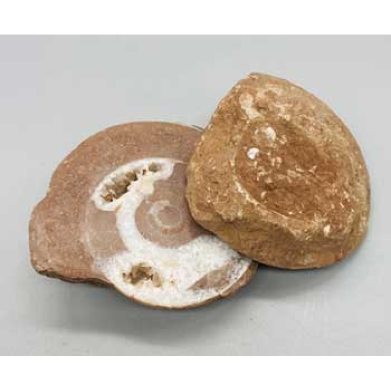 .1-.6# Ammonite Fossil pair