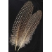 Guinea Hen Wing feather