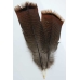 Bronze Pre-tail Turkey feather