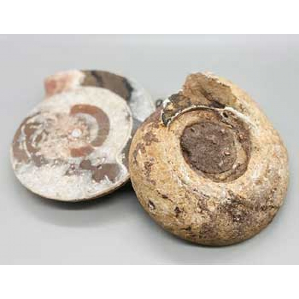 Premium 3-4 lb Ammonite Fossil Pair