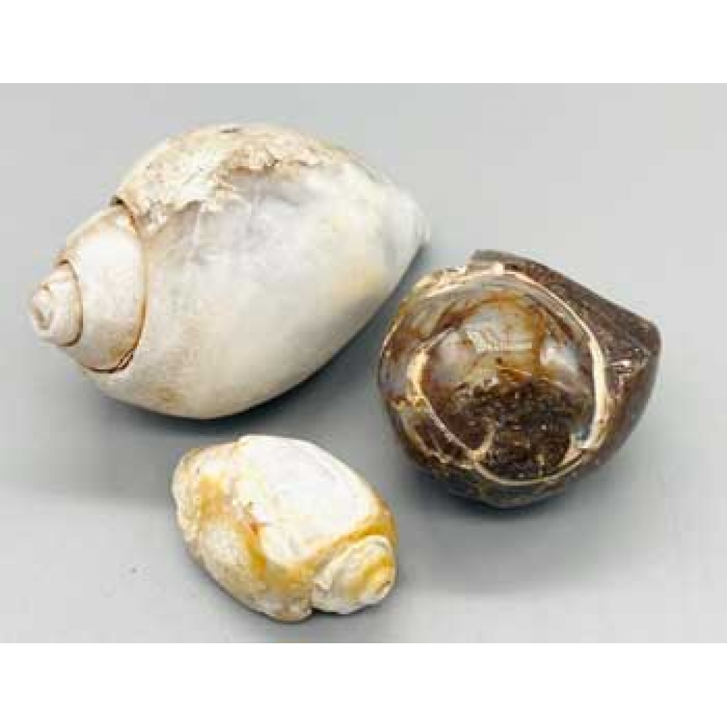 Polished Snail Shell Specimen: A Symbol of Patience and Progress