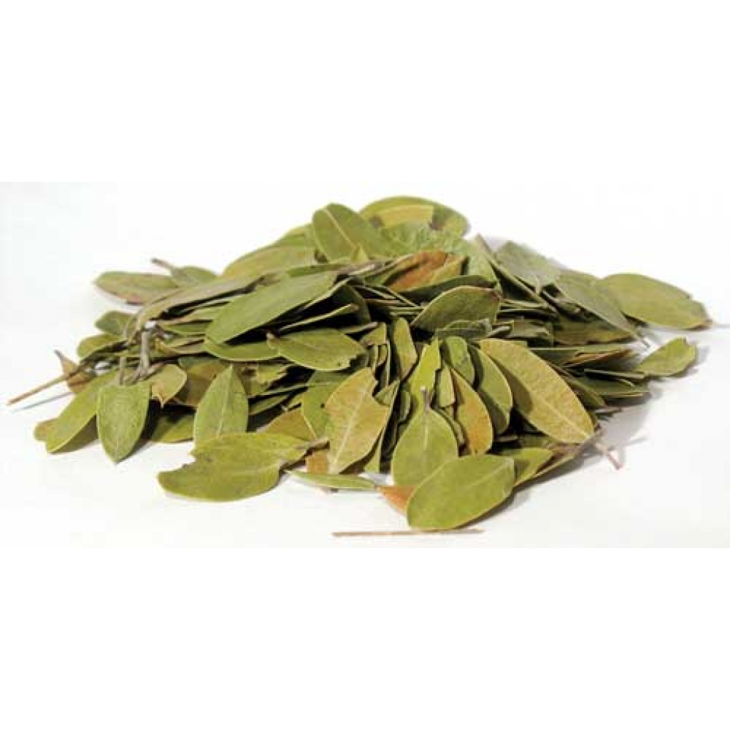 Whole Bearberry Leaf (Uva Ursi) - 1 oz