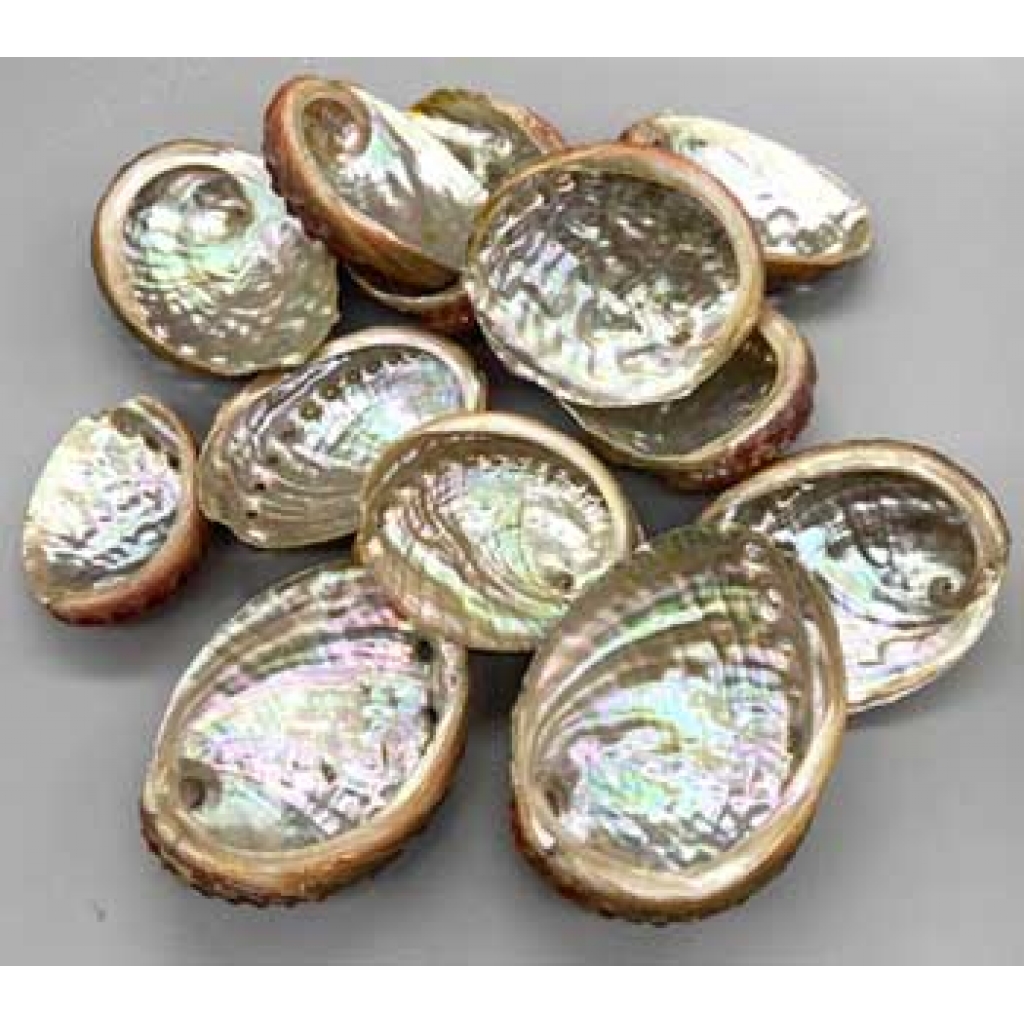 Abalone Shell Incense Burner - Pack of 100