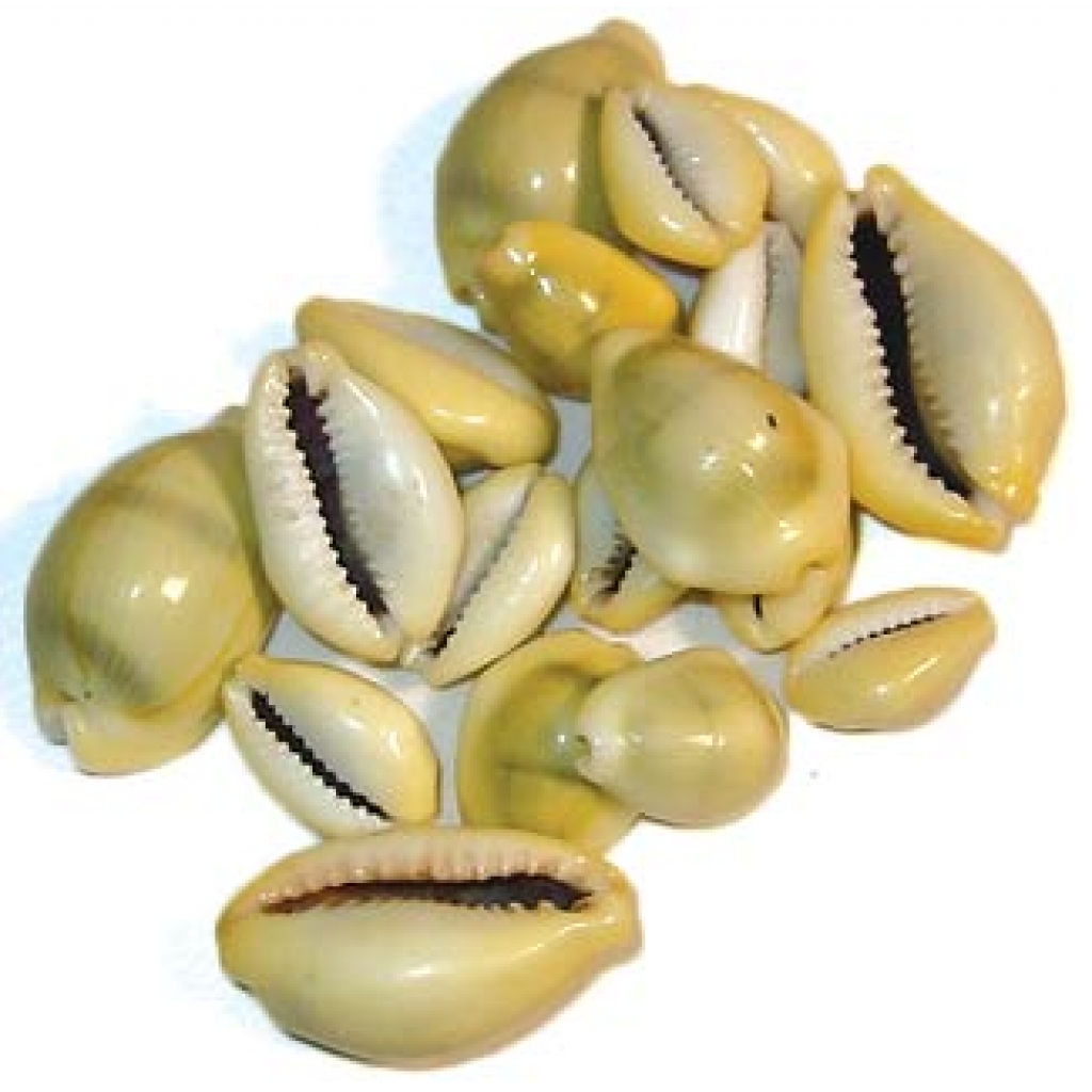 Cowrie Shells - 18 pcs