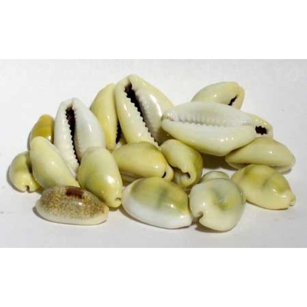 Cowrie Shells - 1 lb