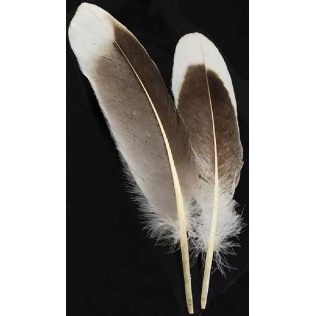 Natural Gray Goose Feather - Magical Writing Tool