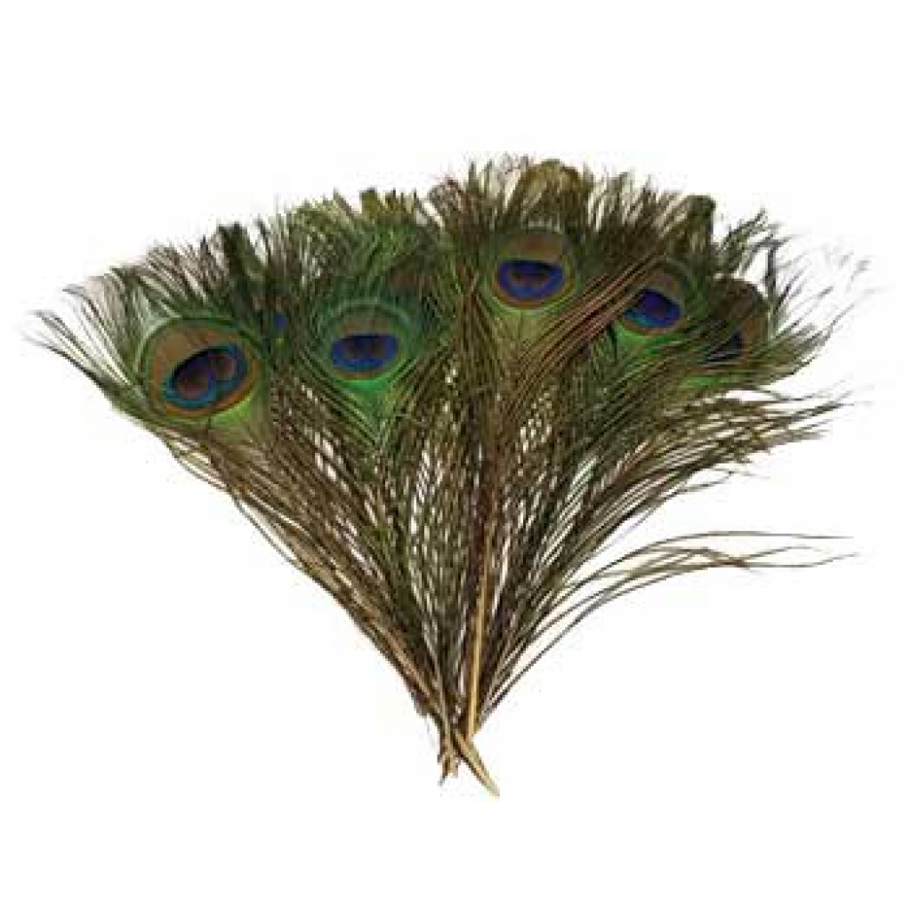 Set of 100 Peacock Feathers