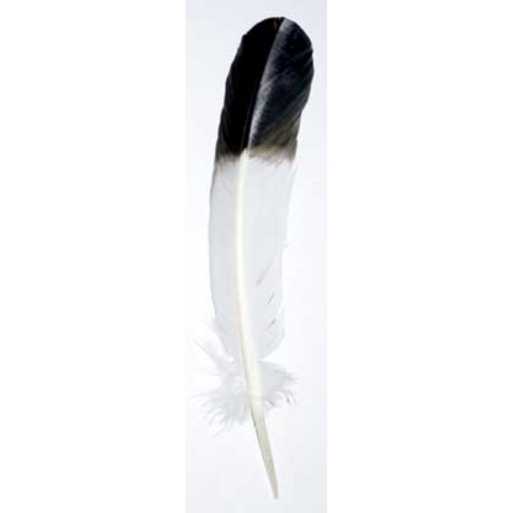 Set of 10 Eagle Smudging Feathers - Ritual Tools