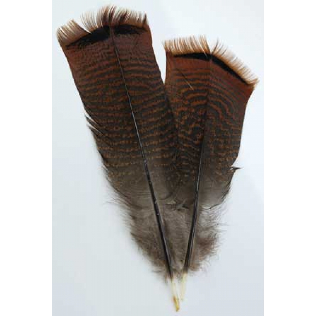 Bronze Pre-tail Turkey Feather for Smudging