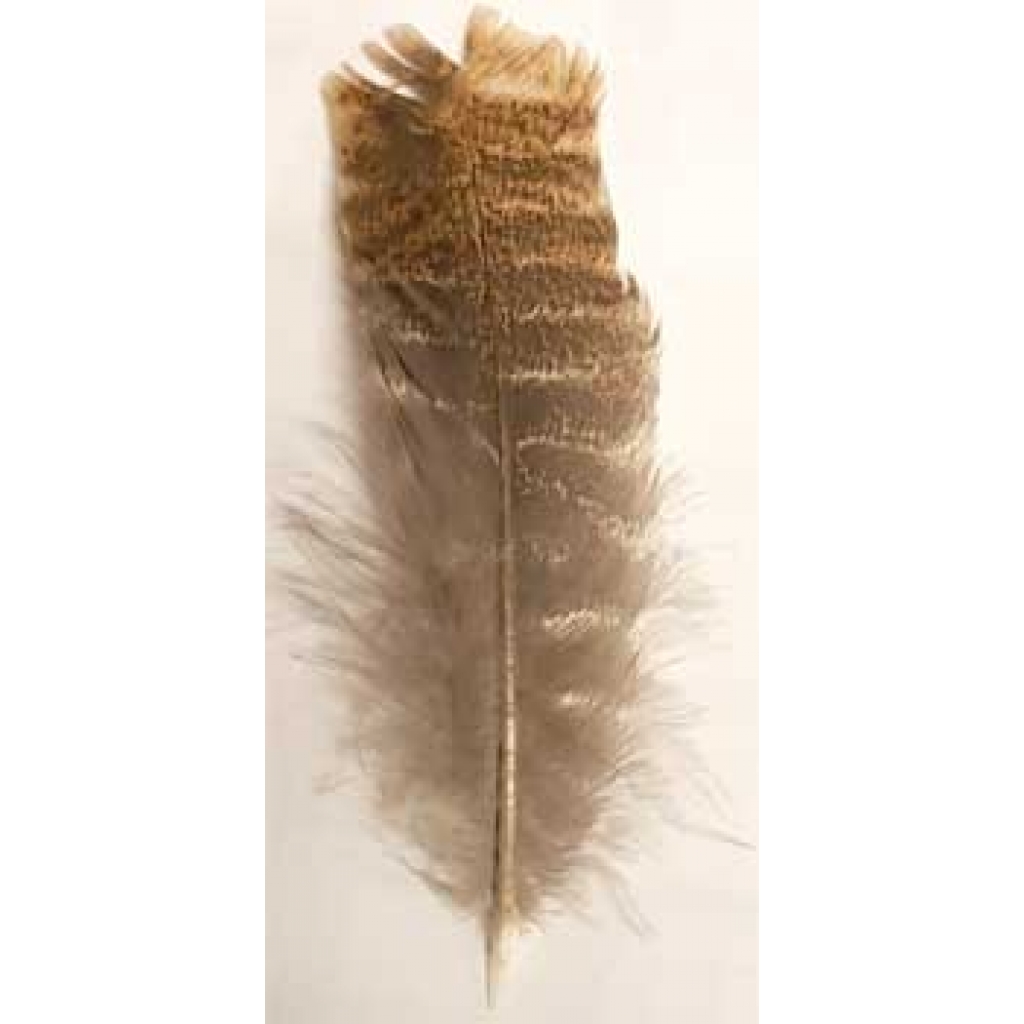 Barred Wing Smudging Feather for Purification