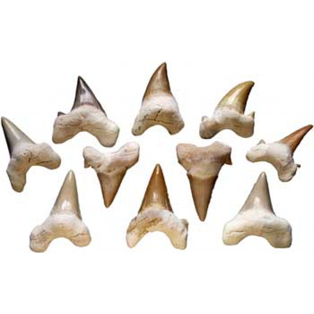 Unique Shark Teeth for Decorative and Ritual Use