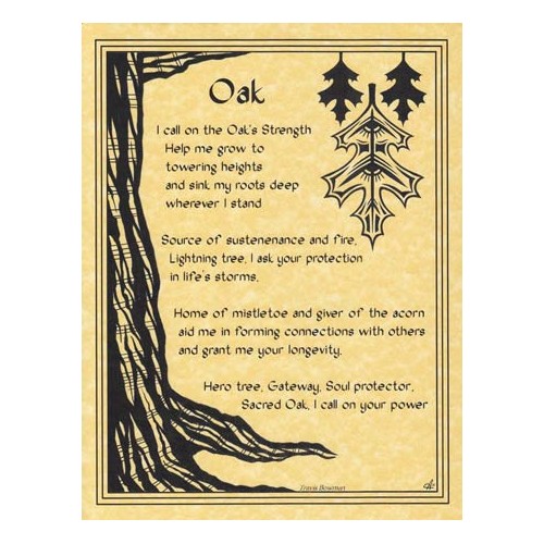 Sacred Oak Tree Poster