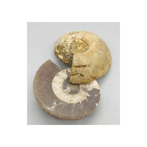 Par de Fósiles de Ammonite (.8-2 lbs)