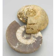 Par de Fósiles de Ammonite (.8-2 lbs)