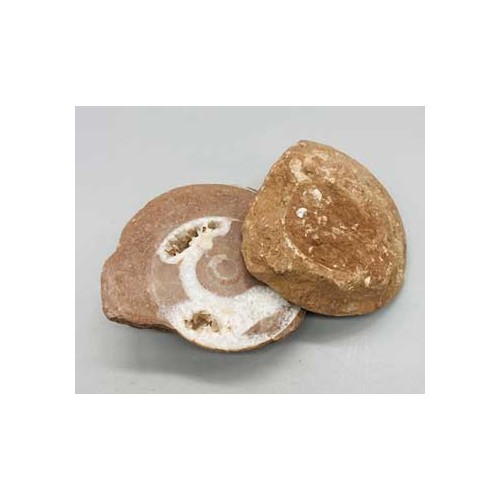 Ammonite Fossils Pair for Collectors