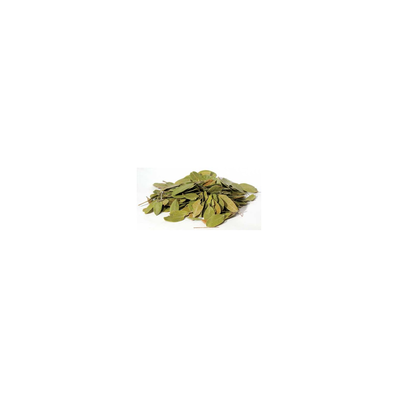 Wild Crafted Bearberry Leaf 1 Pound