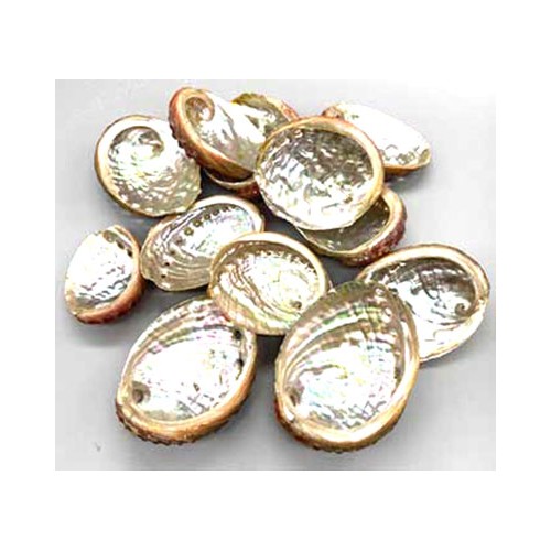 Pack of 100 Abalone Shell Incense Burners