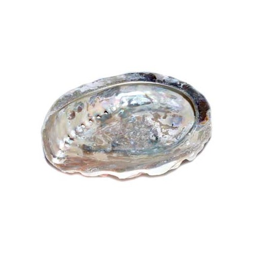 4 Inch Abalone Shell Incense Burner