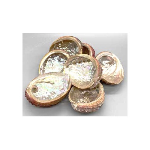 3-4" Abalone Shell for Incense Burning