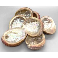 3-4" Abalone Shell for Incense Burning