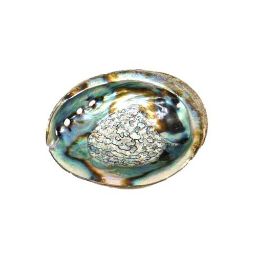 Abalone Shell Incense Burner for Smudging