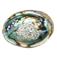 Abalone Shell Incense Burner for Smudging