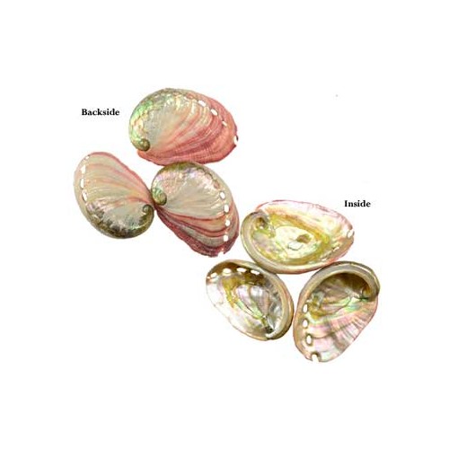 Abalone Shell Incense Burner 2-3 inches