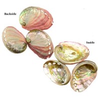 Abalone Shell Incense Burner 2-3 inches