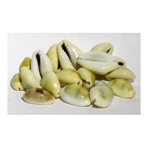 Conchas Cowrie para Manualidades y Rituales