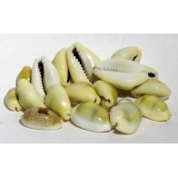 Conchas Cowrie para Manualidades y Rituales