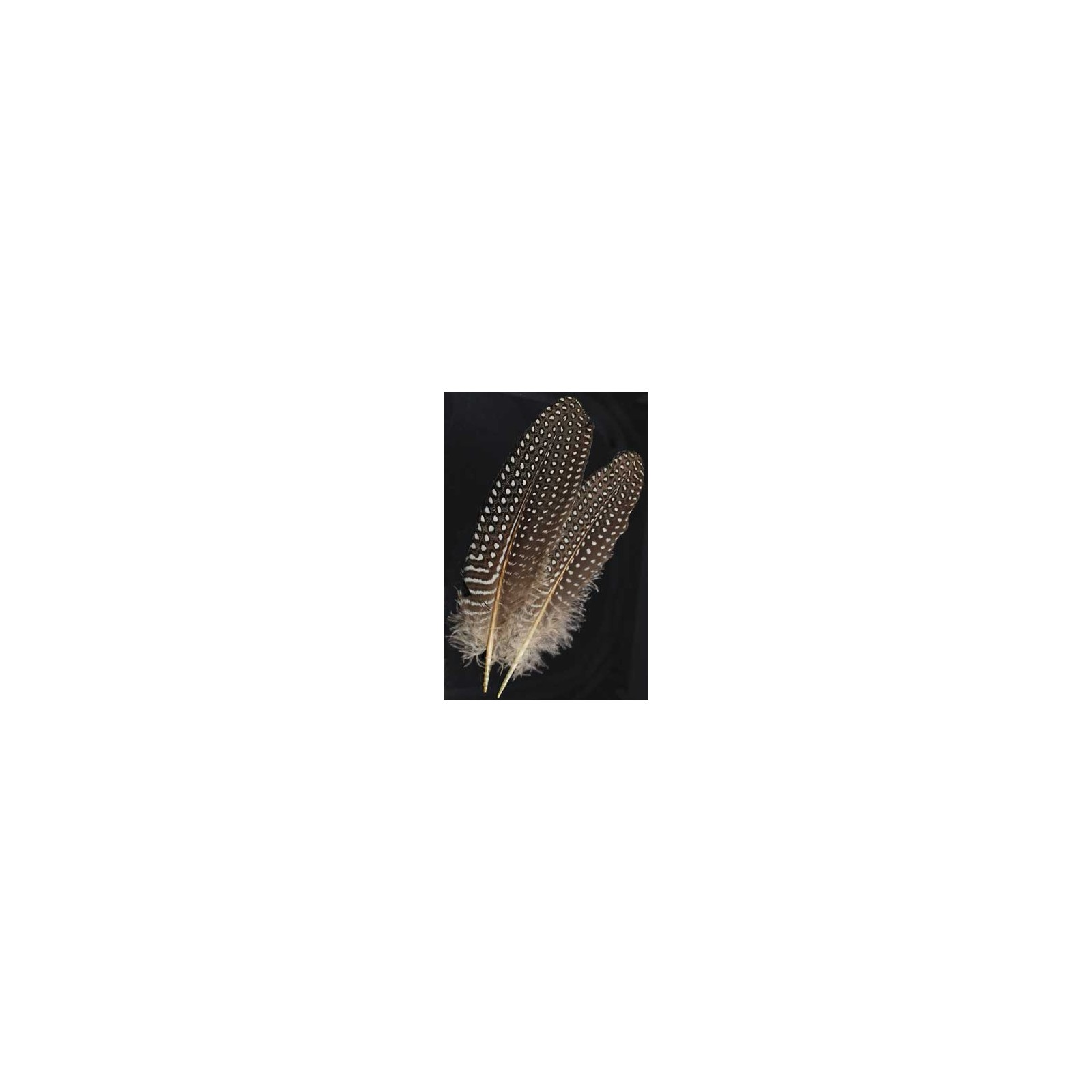 Guinea Hen Wing Feather