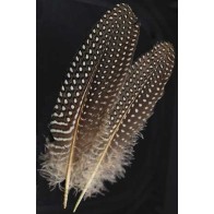 Guinea Hen Wing Feather