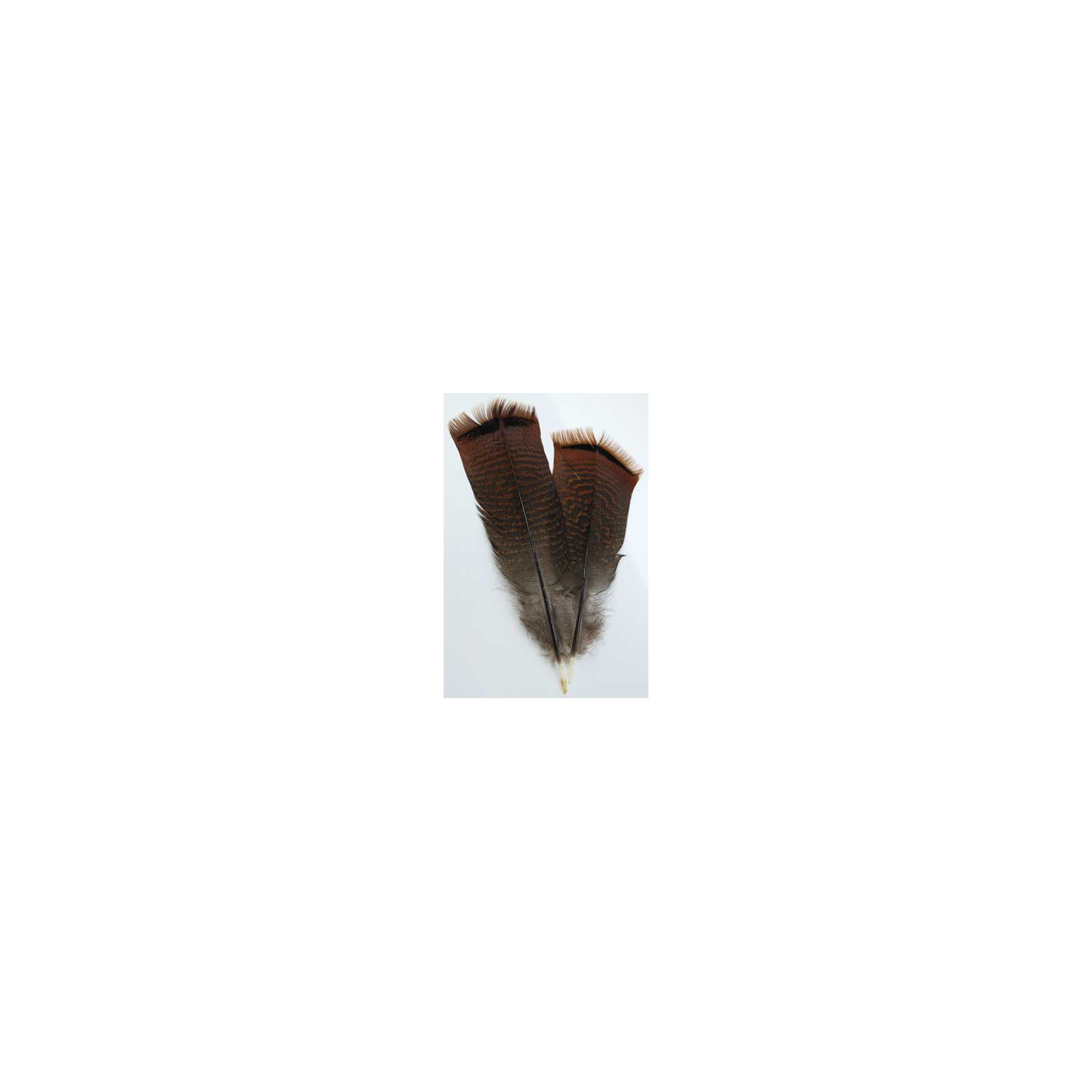 Bronze Pre-tail Turkey Feather for Smudging & Spells