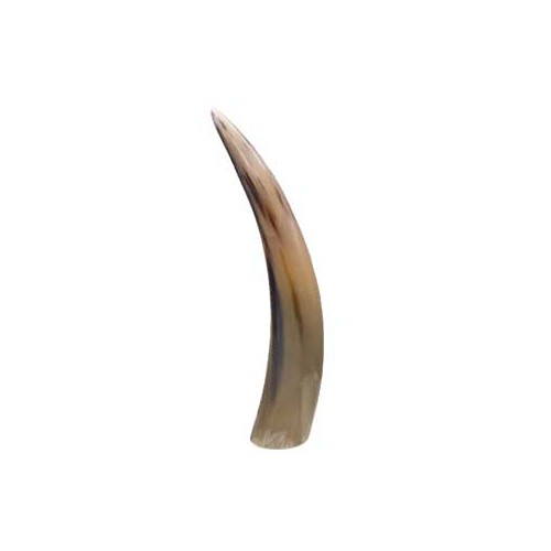 Polished Cattle Horn End Decorative Piece