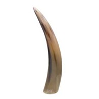 Polished Cattle Horn End Decorative Piece