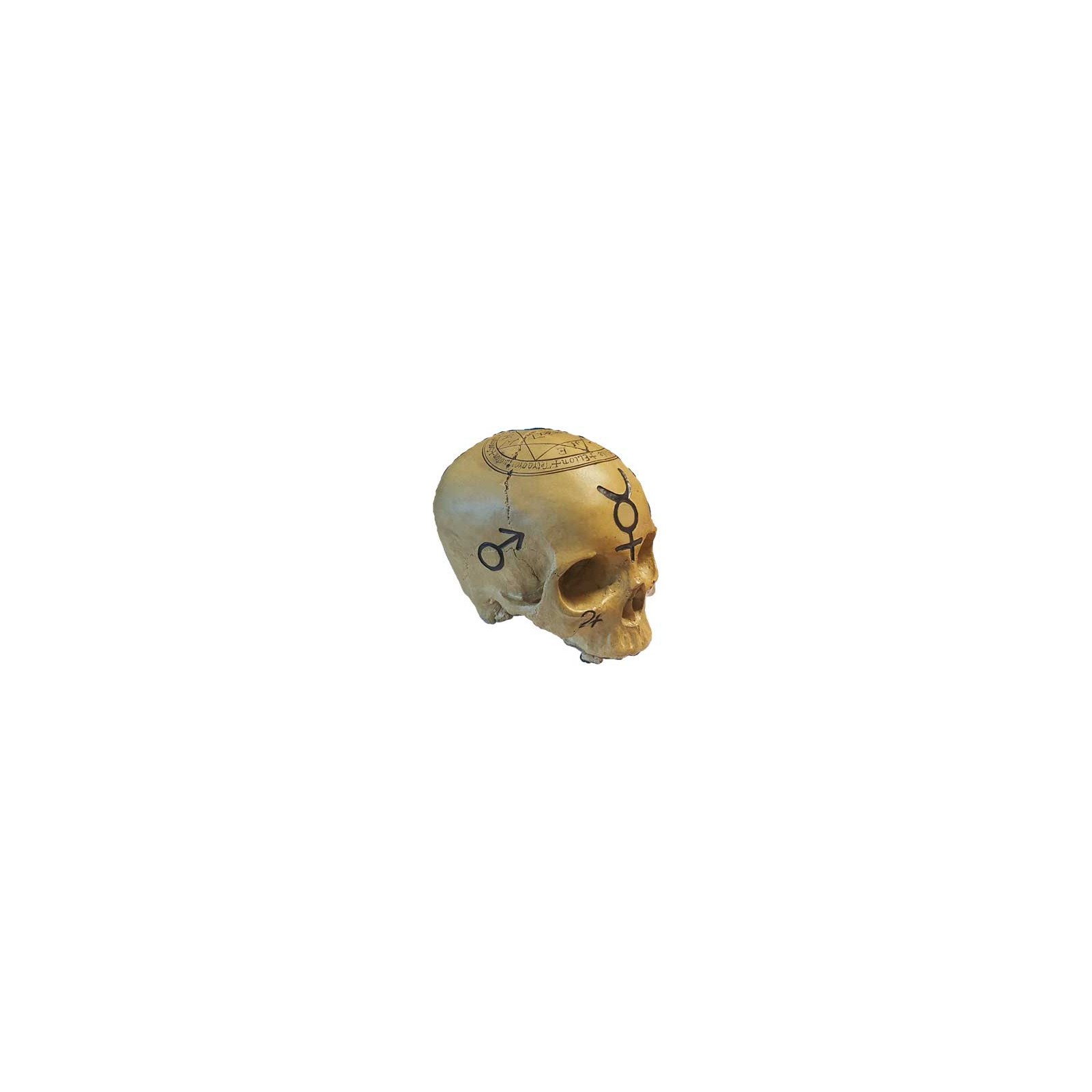 Mystic Skull Statue for Decor and Wisdom