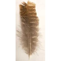 Barred Wing Smudging Feather