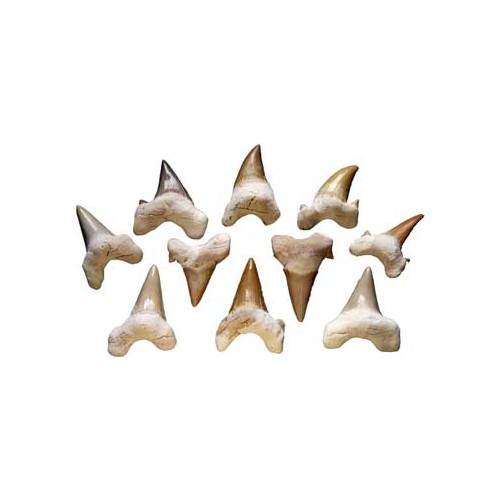 Unique Shark Teeth for Ritual and Decoration