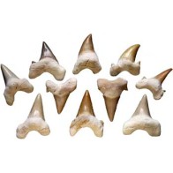 Unique Shark Teeth for Ritual and Decoration